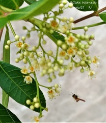 Tetragonisca angustula