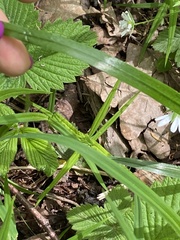 Lolium giganteum