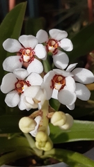 Sarcochilus hartmannii