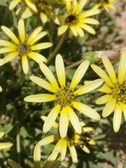 Arctotheca calendula