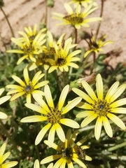 Arctotheca calendula