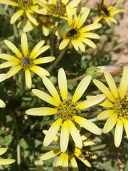 Arctotheca calendula