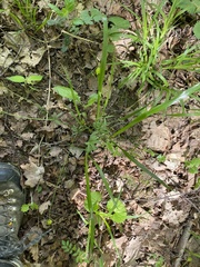 Lolium giganteum