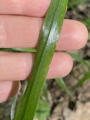 Lolium giganteum