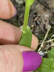 Lolium giganteum