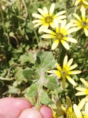 Arctotheca calendula