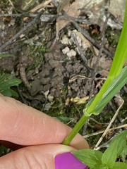 Lolium giganteum