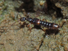Scopaeus laevigatus
