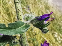 Echium vulgare