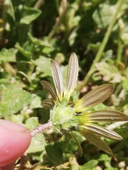 Arctotheca calendula