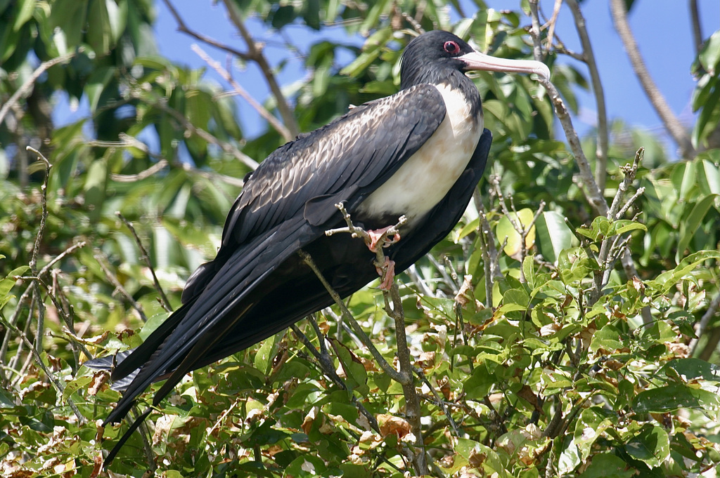 Lesser Frigatebird