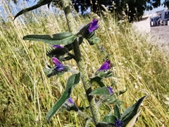 Echium vulgare