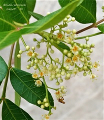 Tetragonisca angustula