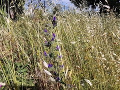 Echium vulgare