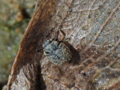 Chaetophora spinosa