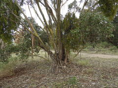Eucalyptus behriana