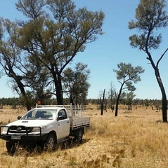 Allocasuarina luehmannii