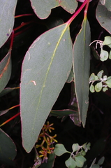 Eucalyptus behriana