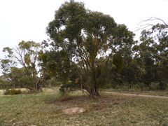 Eucalyptus behriana