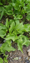 Hosta minor