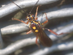 Degithina
