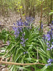 Hyacinthoides non-scripta
