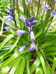 Hyacinthoides non-scripta
