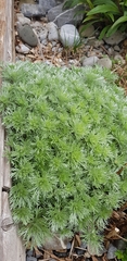 Artemisia schmidtiana