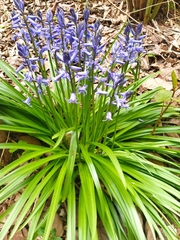 Hyacinthoides non-scripta