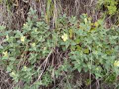 Scutellaria caucasica