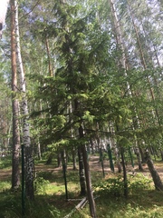 Abies sibirica