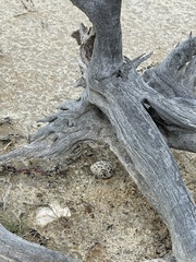 Charadrius ruficapillus