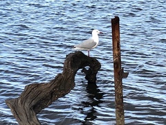 Chroicocephalus novaehollandiae