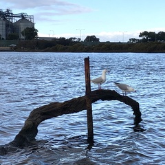Chroicocephalus novaehollandiae