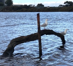 Chroicocephalus novaehollandiae