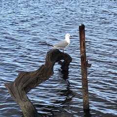 Chroicocephalus novaehollandiae