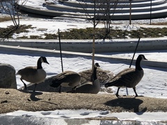 Branta canadensis