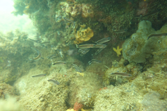 Trachinops caudimaculatus