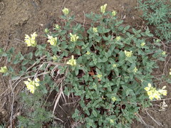 Scutellaria caucasica