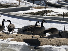 Branta canadensis