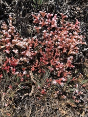 Sedum arenarium