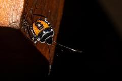 Rhynchocoris