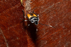 Rhynchocoris