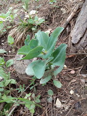 Hylotelephium caucasicum