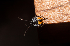 Rhynchocoris