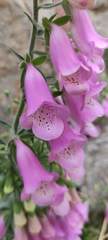 Digitalis minor