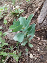 Hylotelephium caucasicum