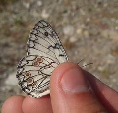 Melanargia arge