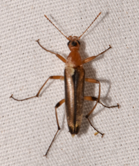 Stenotrachelidae