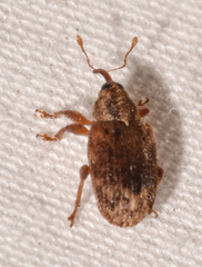 Lignyodes bischoffi